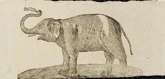 Elephant with musical instrument