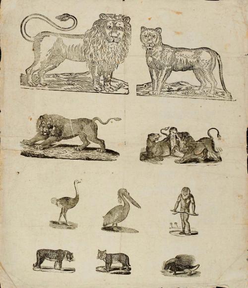 Ten individual animal portraits