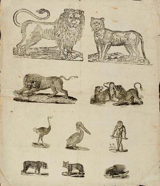 Ten individual animal portraits