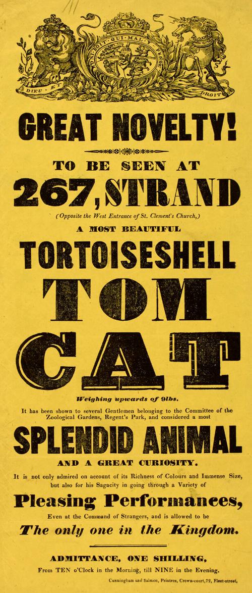Handbill for 267, Strand, London of an exhibition of a Tortoiseshell Tom Cat.
