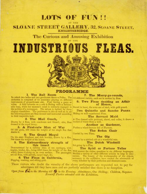 Handbill for an exhibition of Industrious Fleas, Sloane Street Gallery, Knightsbridge