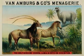 Van Amburgh & Co.'s Menagerie: Only Genuine Zebra, Lama & Oryx