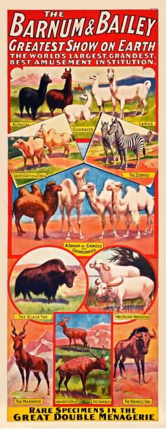 Barnum & Bailey: Rare Specimens In The Great Double Menagerie