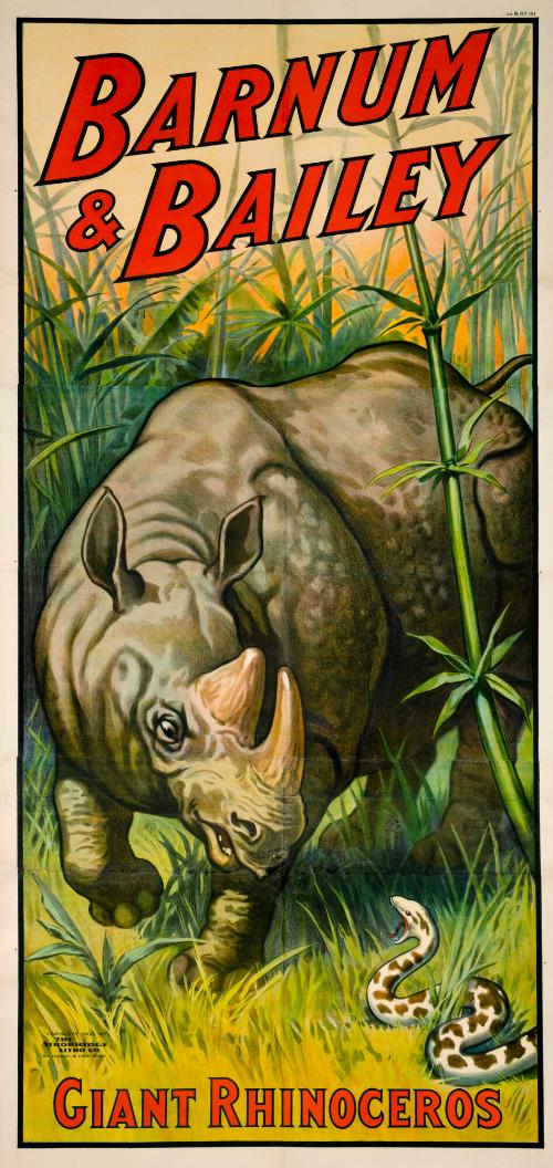 Barnum & Bailey: Giant Rhinoceros Attacks A Snake